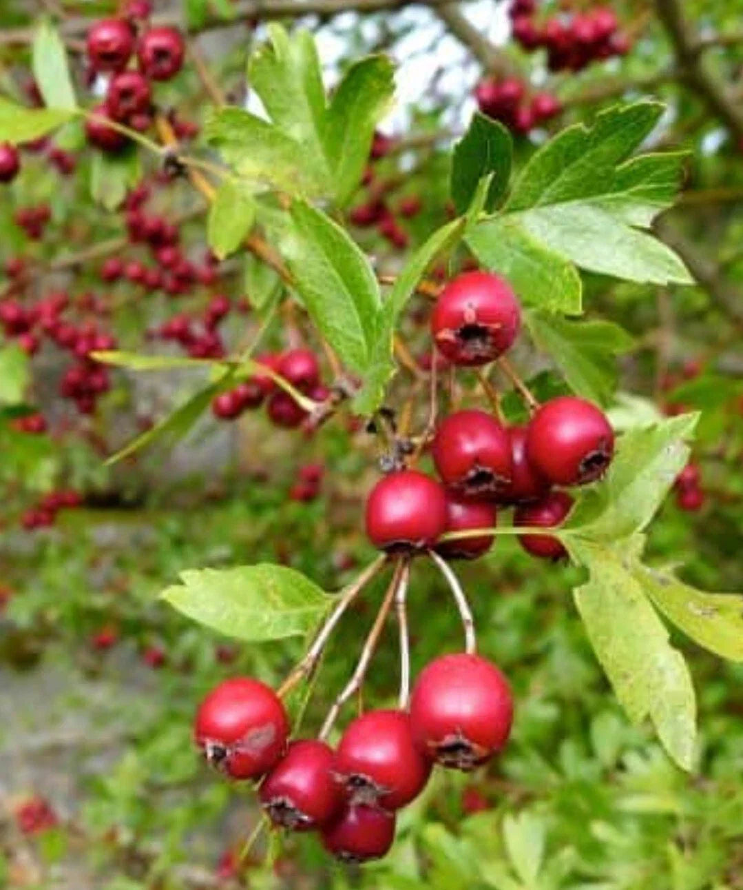 15+ Organic Hawthorn Berry Seeds - Crataegus spp. for Garden Hedges & Wildlife