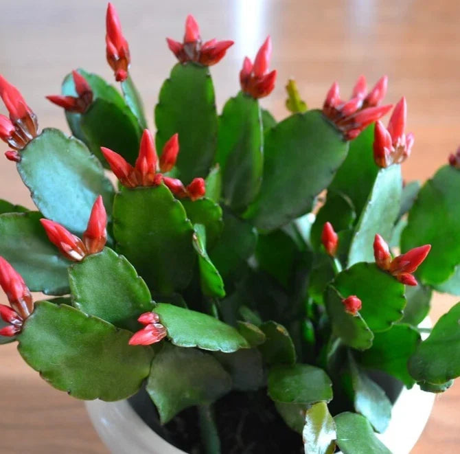 Easter Cactus Live Plant 2-4" Rhipsalidopsis gaertneri Red Flower Indoor Succulent