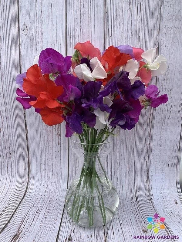 Sweet Pea Seeds 50+ Riviera Mixture for Garden Climbing Vine Lathyrus odoratus, Fragrant Flowers, Full Sun to Partial Shade