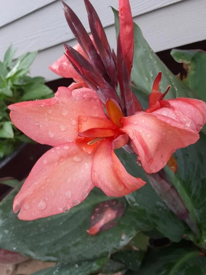 Coral Pink Canna Lily Bulbs (2) - Rare Canna indica Flowers for Garden, Borders, Containers
