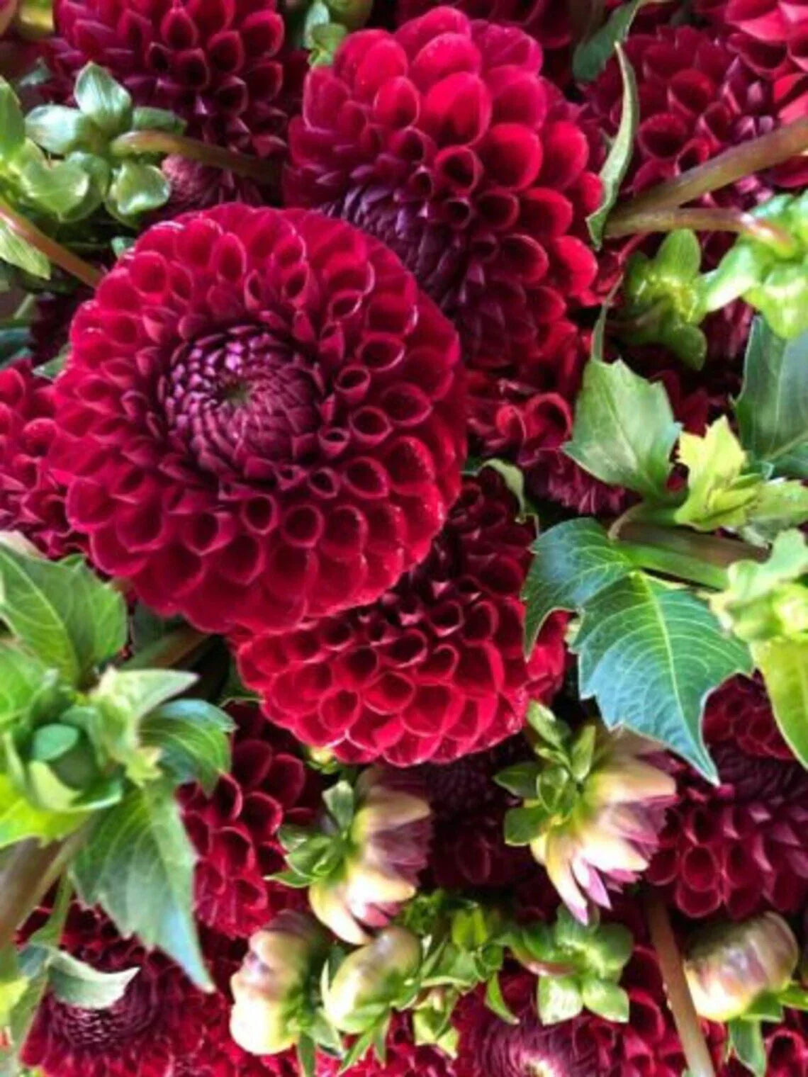 Cornel Dahlia Seeds - 25 Perennial Dahlia pinnata Flower Seeds for Vibrant Garden Blooms