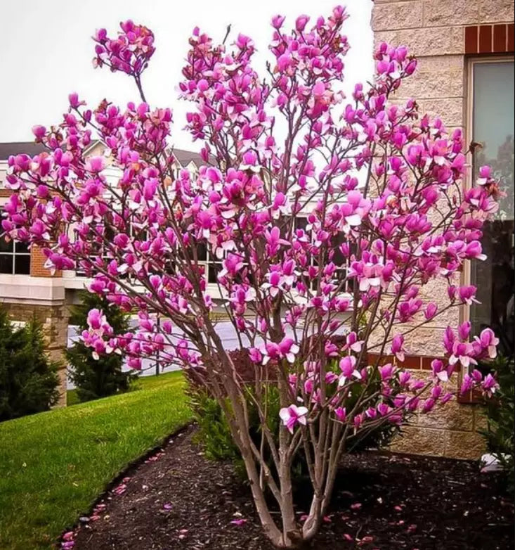 Ann Magnolia Shrub or Small Tree - 6-12" Potted Plant with Deep Purple-Red Blooms - Magnolia 'Ann'