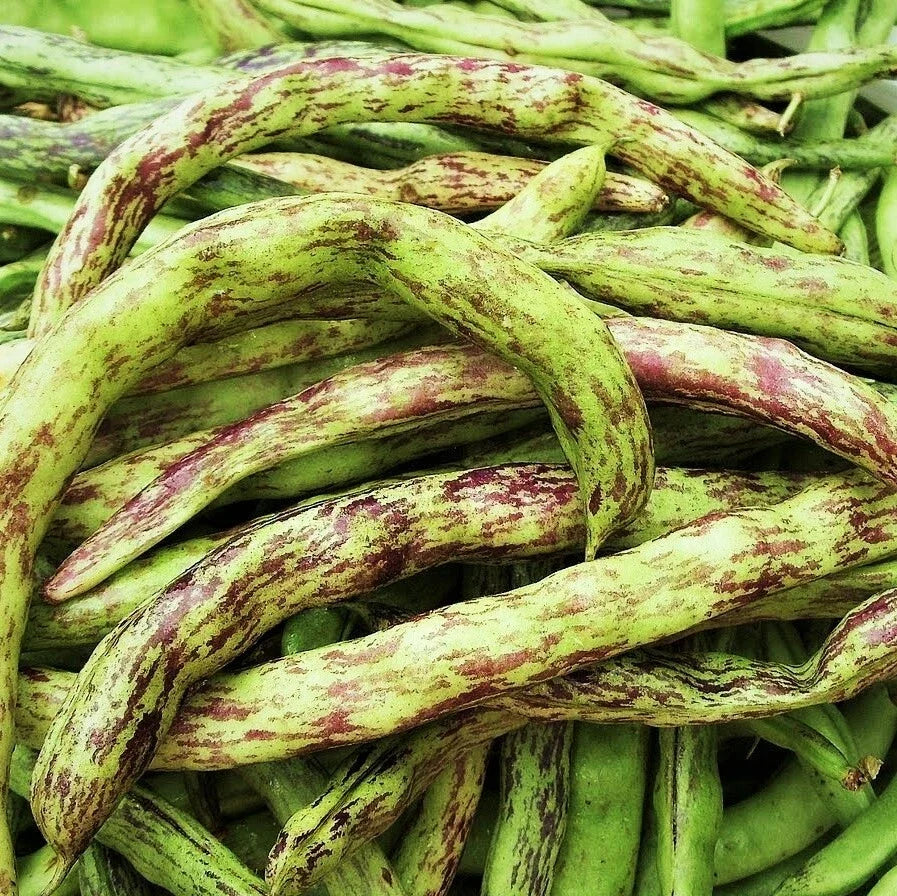 Rattlesnake Bean Seeds | Pole Variety | Purple Green Dragon Runner | Phaseolus coccineus | Heirloom, Non-GMO