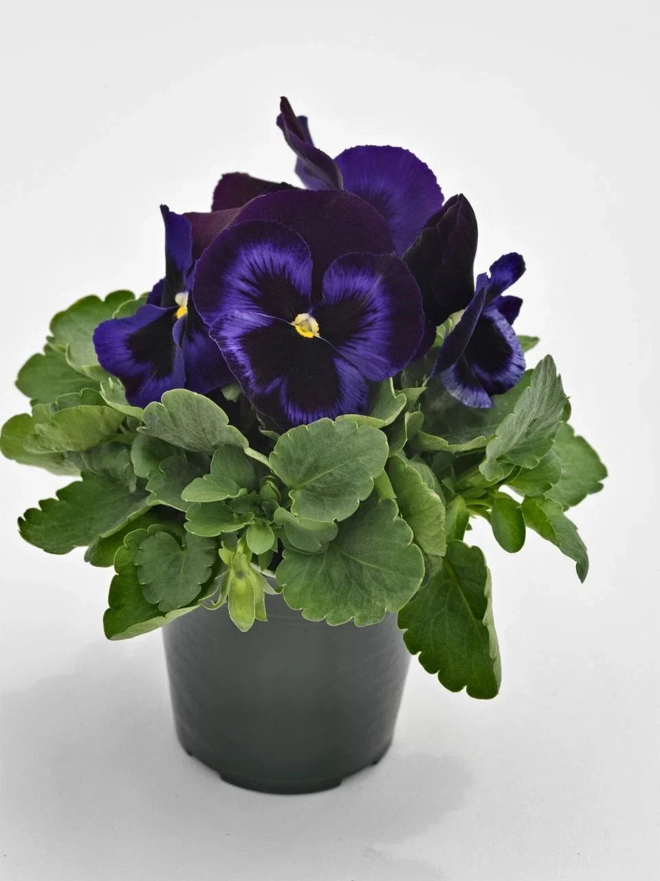 Pansy Seeds - 50 Count - Blue Velvet Viola tricolor var. hortensis - Garden Flower Seeds for Beds & Containers