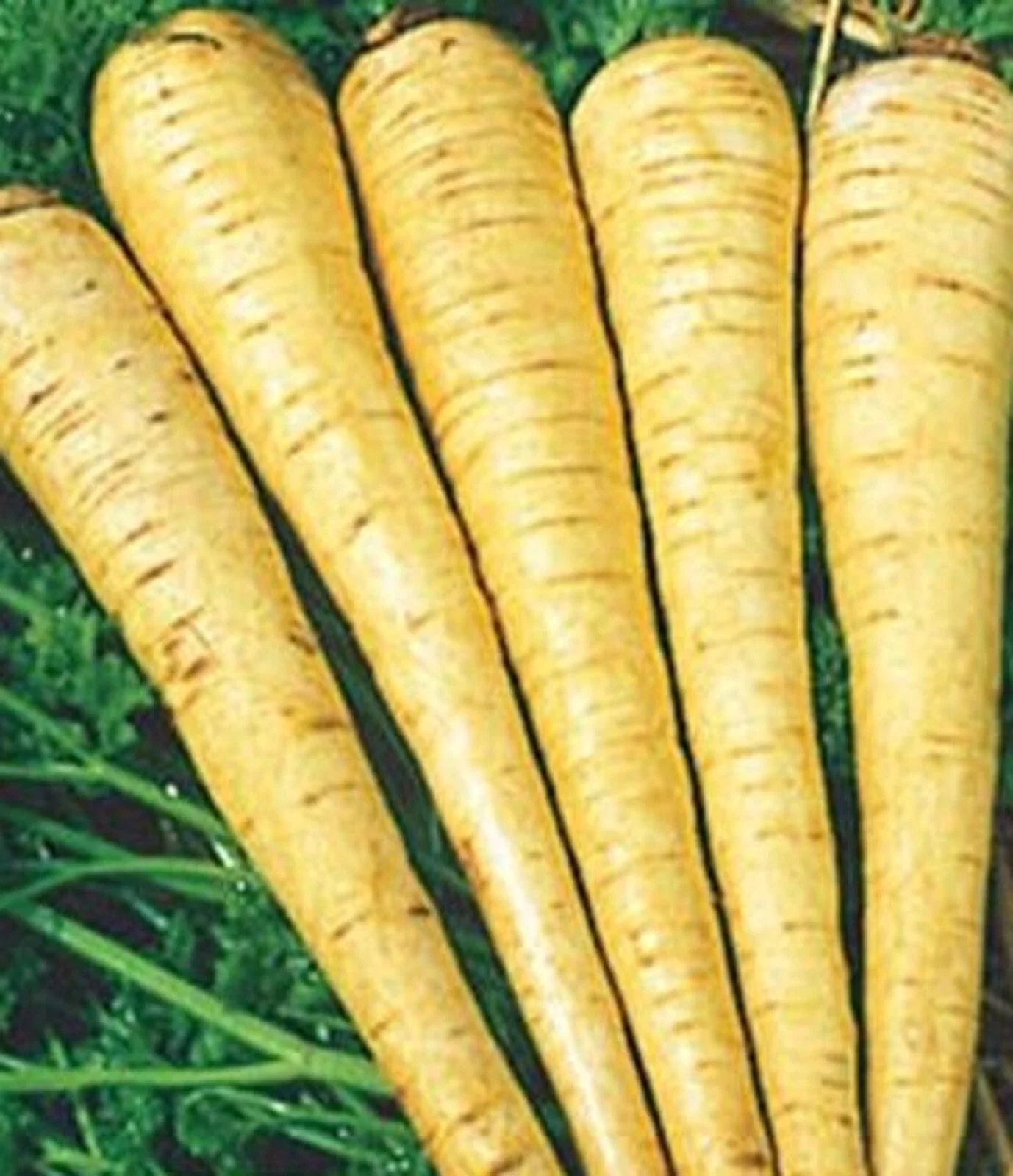 All American Parsnip Seeds - Non-GMO Pastinaca sativa Vegetable Seeds for Home Gardening
