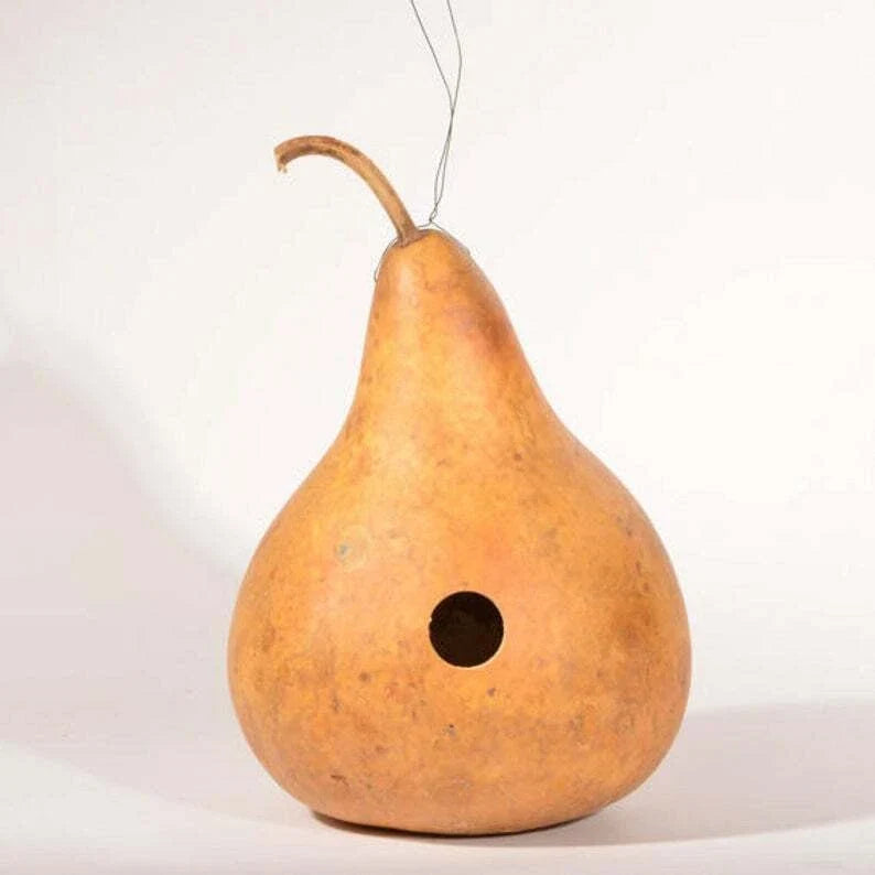 Gourd Seeds - Martinhouse Variety, Cucurbita pepo, Vining Annual for Decoration & Crafting, Fresh Seed Pack