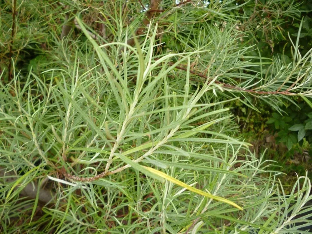 Rosemary Willow Tree Cuttings - Salix elaeagnos - Privacy Bush, Fast-Growing Shrub, Hedging Plant, Landscape Screening