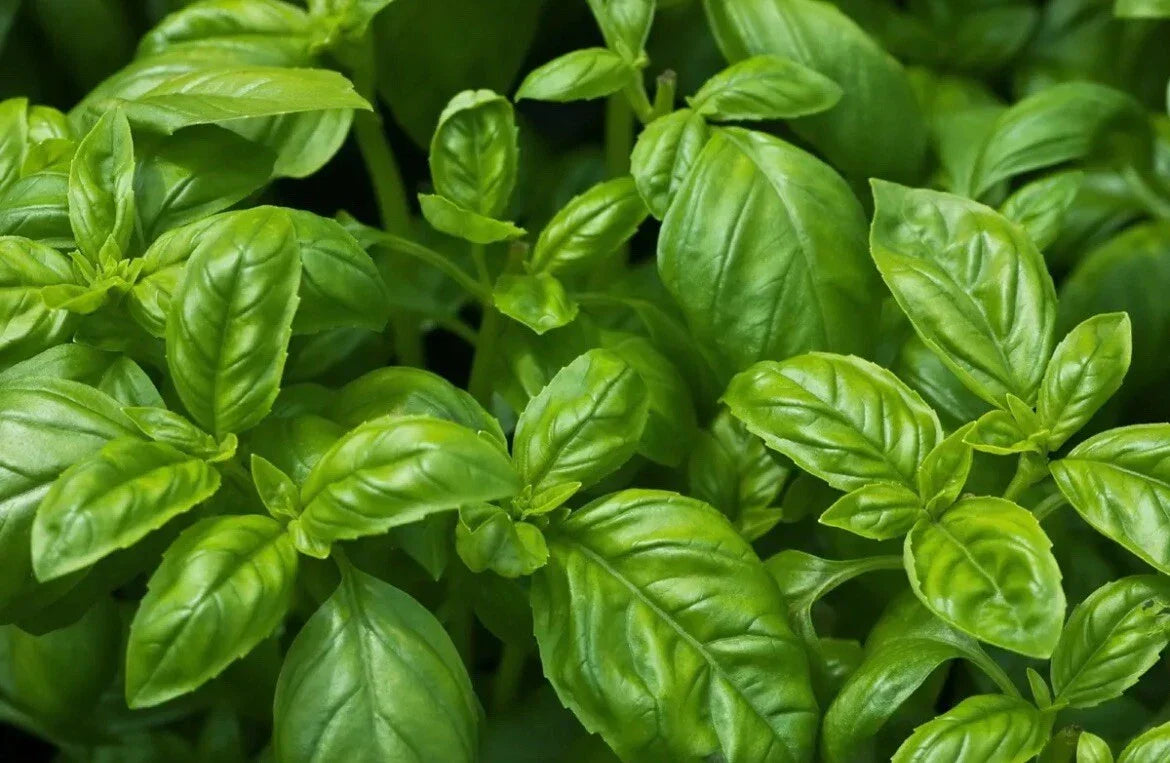 Organic Non-GMO Sweet Basil Seeds - Easy Grow Herb - Ocimum basilicum - Texas USA