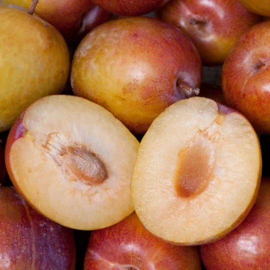 Grenade Pluot Scions - Grafted Fruit Tree Cuttings for Home Gardens | Prunus domestica x Prunus salicina