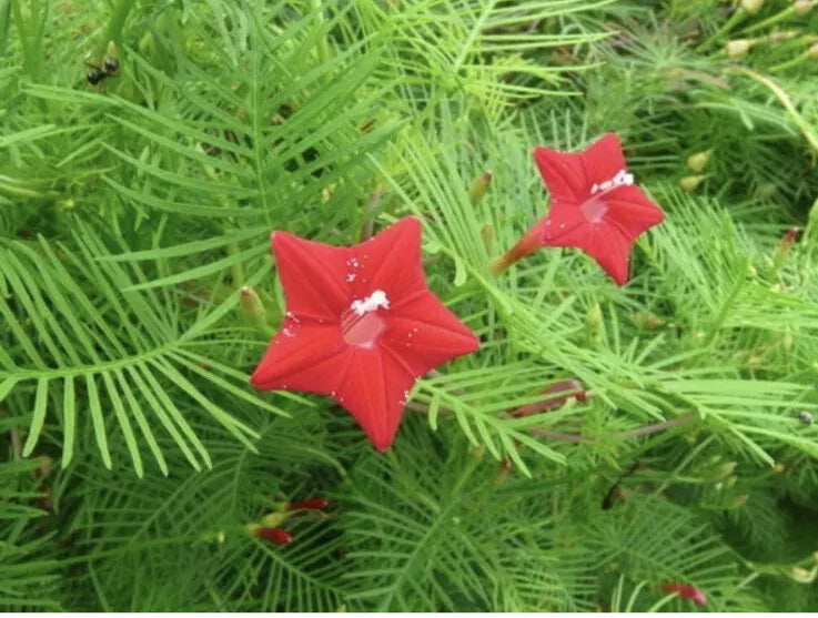 Red Velvet Cypress Vine Seeds - 50 Pack | Ipomoea Quamoclit Toc Tien Climbing Vine