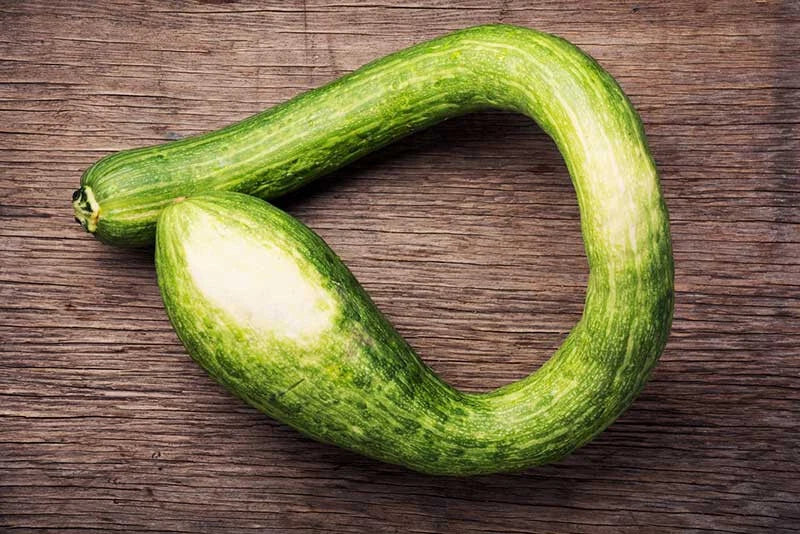 Tromboncino Squash Seeds - Heirloom Cucurbita moschata, Long Curved Vegetable Seeds for Garden Planting, 25+ Seeds