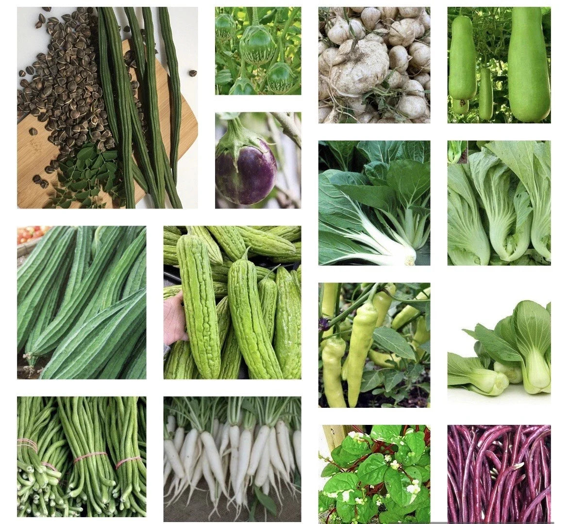 Asian Vegetable Seeds Starter Bundle - 20 Non-GMO Heirloom Varieties for Home Gardening - Bok Choy, Daikon, Chinese Cabbage
