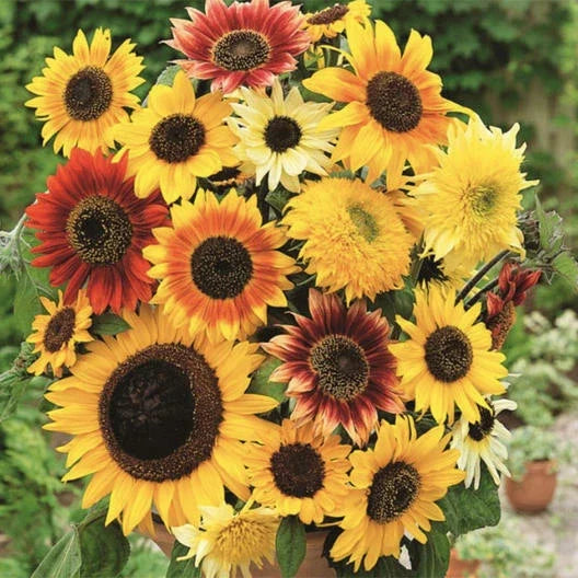 Sunflower Seeds Mix - HERE COMES THE SUN - 6 Varieties, Bees & Pollinators Attracting, Non-GMO, Helianthus annuus, 50 Seeds