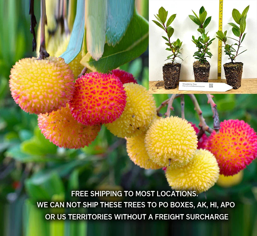 Compact Strawberry Tree - Arbutus unedo 'Compacta' Evergreen Shrub with Red Fruit