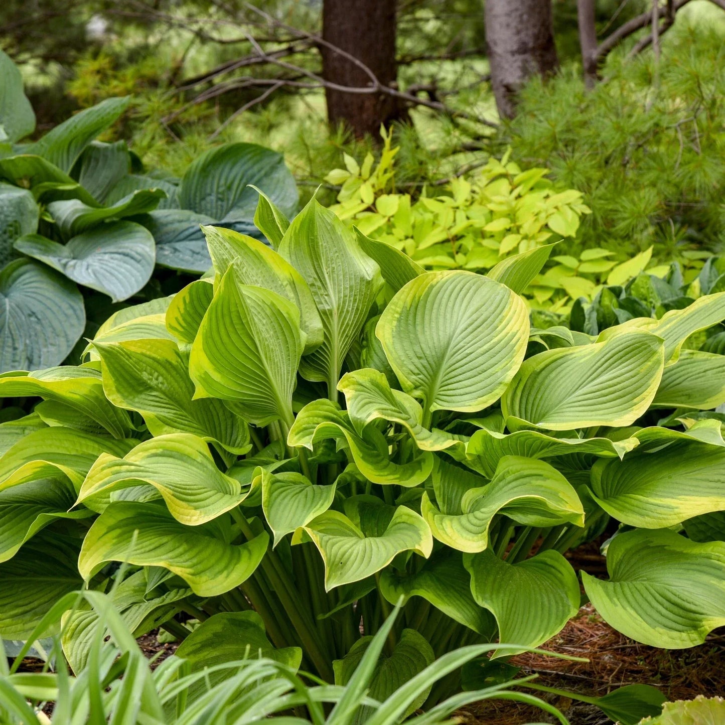 Hosta Lone Star Perennial Shade Plant in 5.25" Pot – Well Rooted, Proven Winners