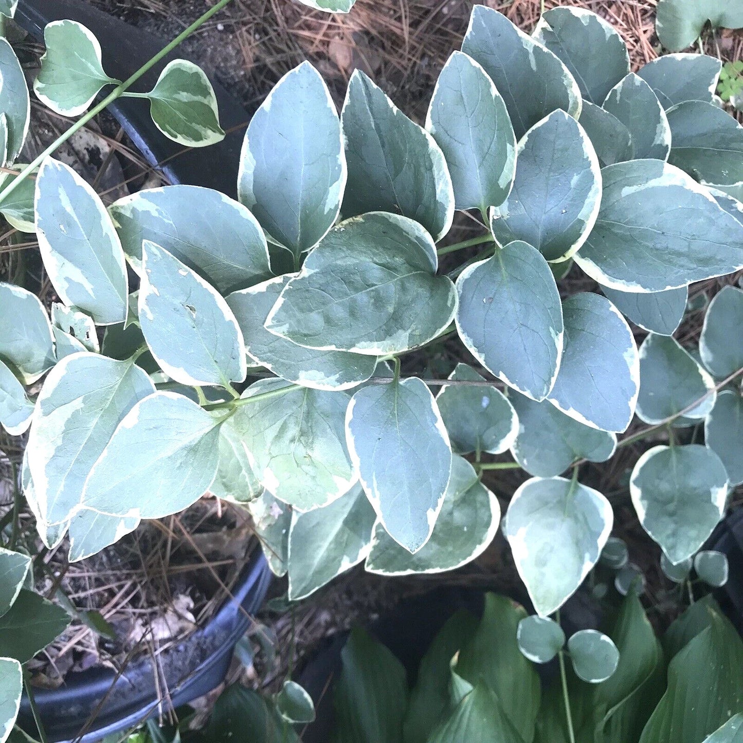 Variegated Vinca Periwinkle Starter Plants - 6 Bare Root Trailing Vines for Garden & Hanging Baskets - Vinca minor