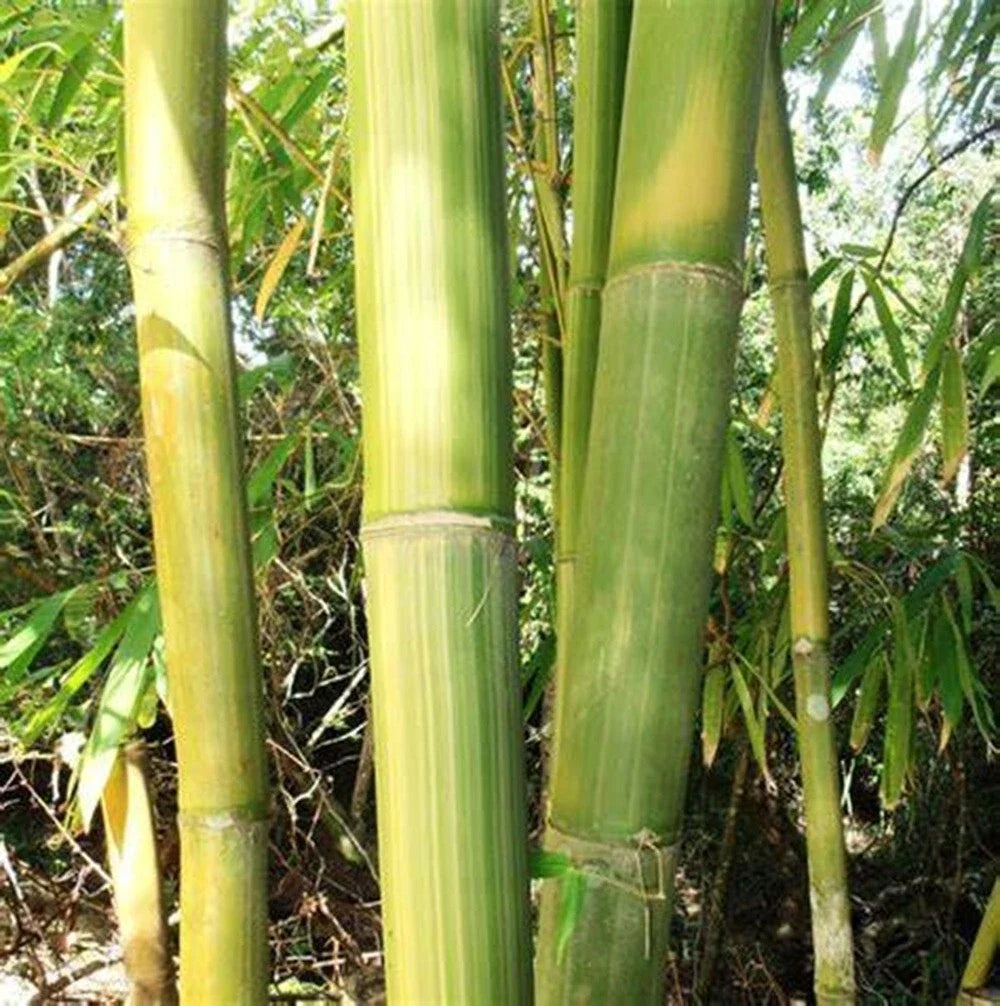 Yellow Stripe Bamboo Seeds - Clumping Privacy Screen, Vibrant Foliage, Bambusa vulgaris 'Vittata' - 50 Seeds for Garden & Landscape