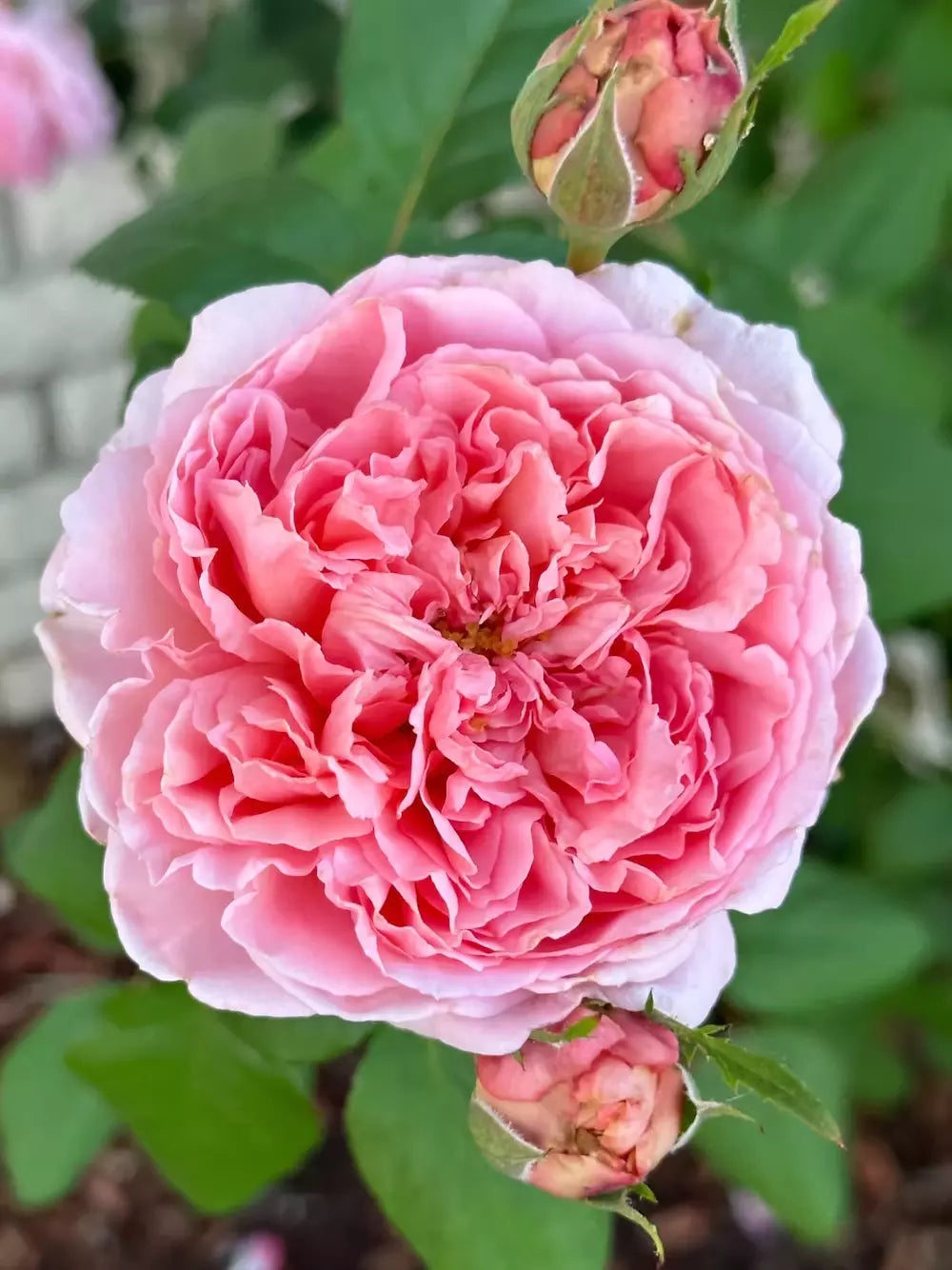 Prairieville Prince Rose Plant Cuttings - 4 Live Rosa Hybrid Cuttings