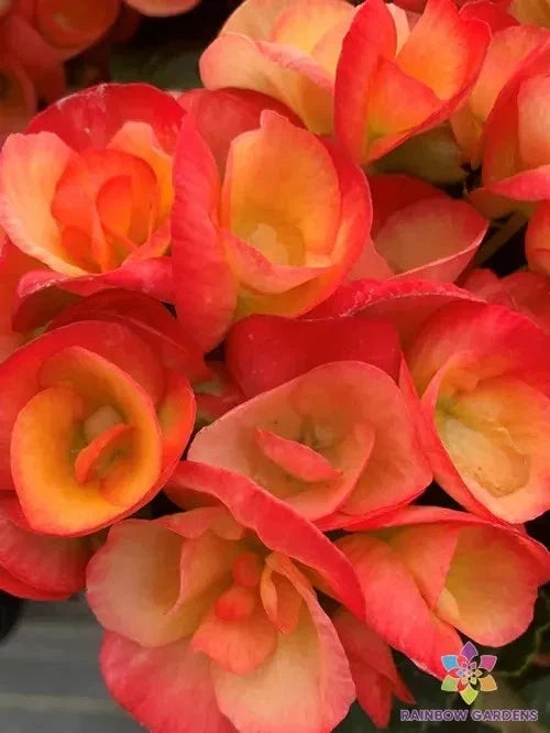 Carnival Rose Begonia Seeds - 25+ Pack for Garden Planting - Bright Pink Blooms - Begonia x tuberhybrida