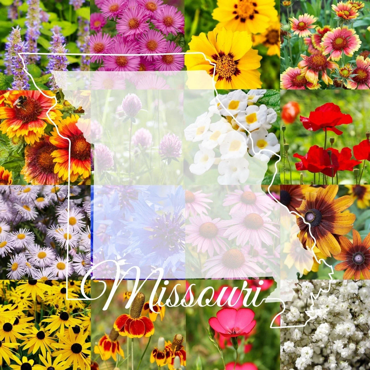 Missouri Wildflower Seed Mix 1/2LB Bulk - Native Colorful Wildflowers for Gardens, Pollinator Friendly