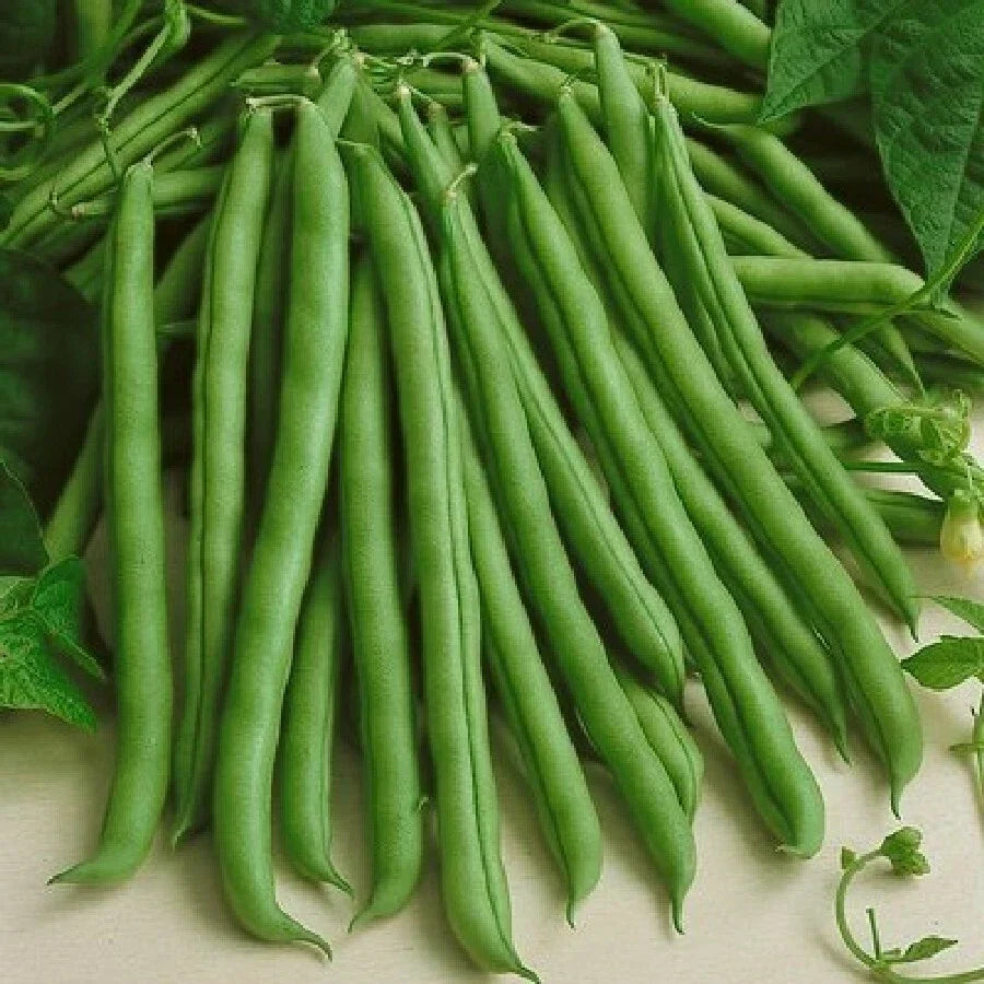 Kentucky Wonder Green Bean Seeds | Non-GMO Pole Beans | 2025