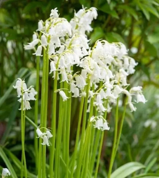 Spanish Whitebells Bulbs for Planting - 10 Pack - Ornithogalum thyrsoides - Spring Flowering Perennials for Gardens