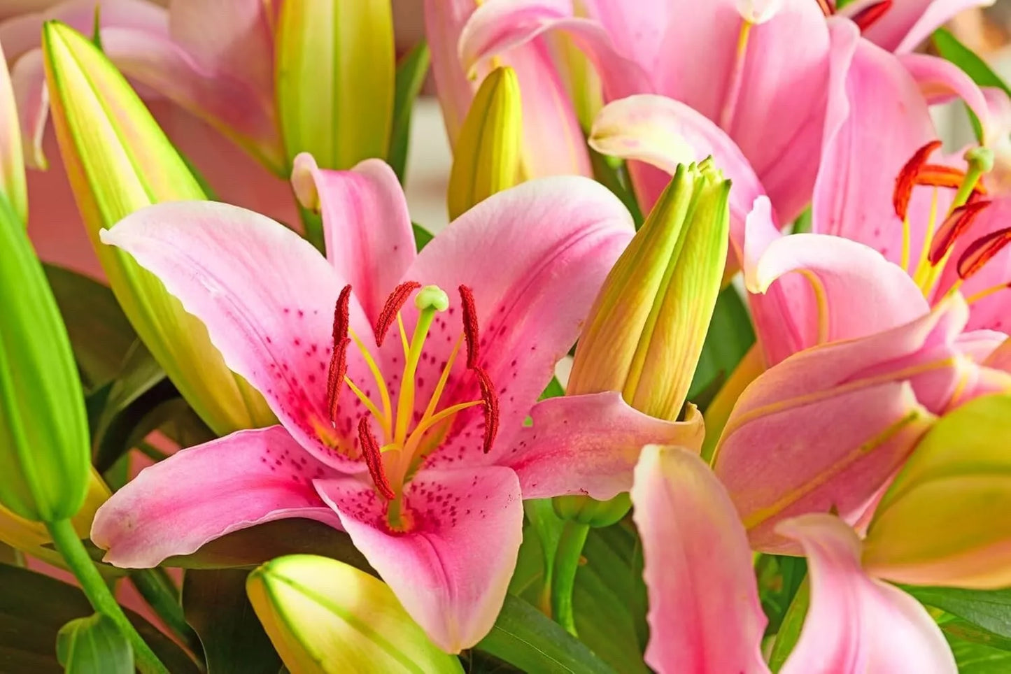 Pink Passion Lily Bulbs - 5 Pack, Lilium 'Pink Passion', Perennial Flowering Plant for Gardens & Landscapes