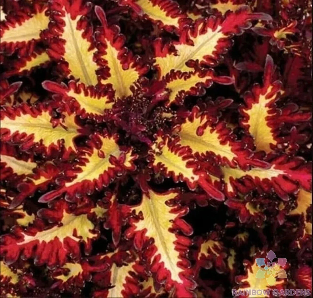Coleus Seeds 25+ Red Yellow Varieties for Garden Planting - Plectranthus scutellarioides, Vibrant Colors, Easy to Grow