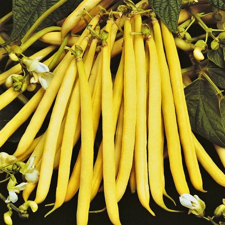 Pencil Pod Yellow Wax Bean Seeds - Heirloom Green Beans - Vegetable Seeds for Home Gardens - Phaseolus vulgaris