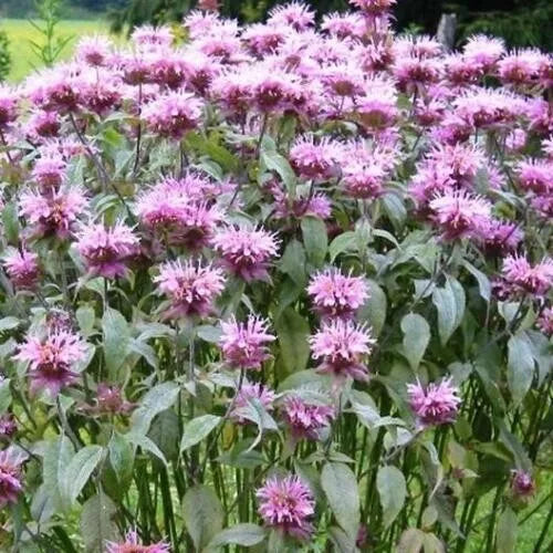 Organic Bee Balm Live Plant, 3-7" Monarda Fistulosa, Perennial for Bees & Hummingbirds, Beneficial Wild Bergamot