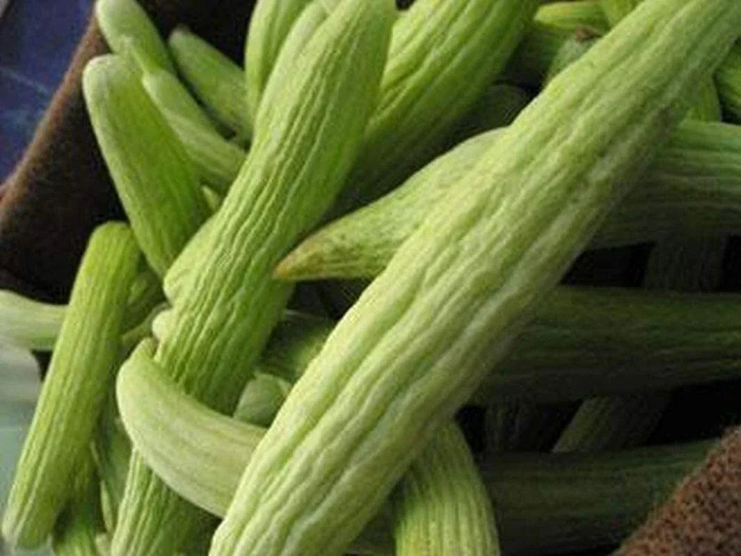 Armenian Cucumber Seeds Metki Pale White Serpent NON-GMO Burpless Heirloom