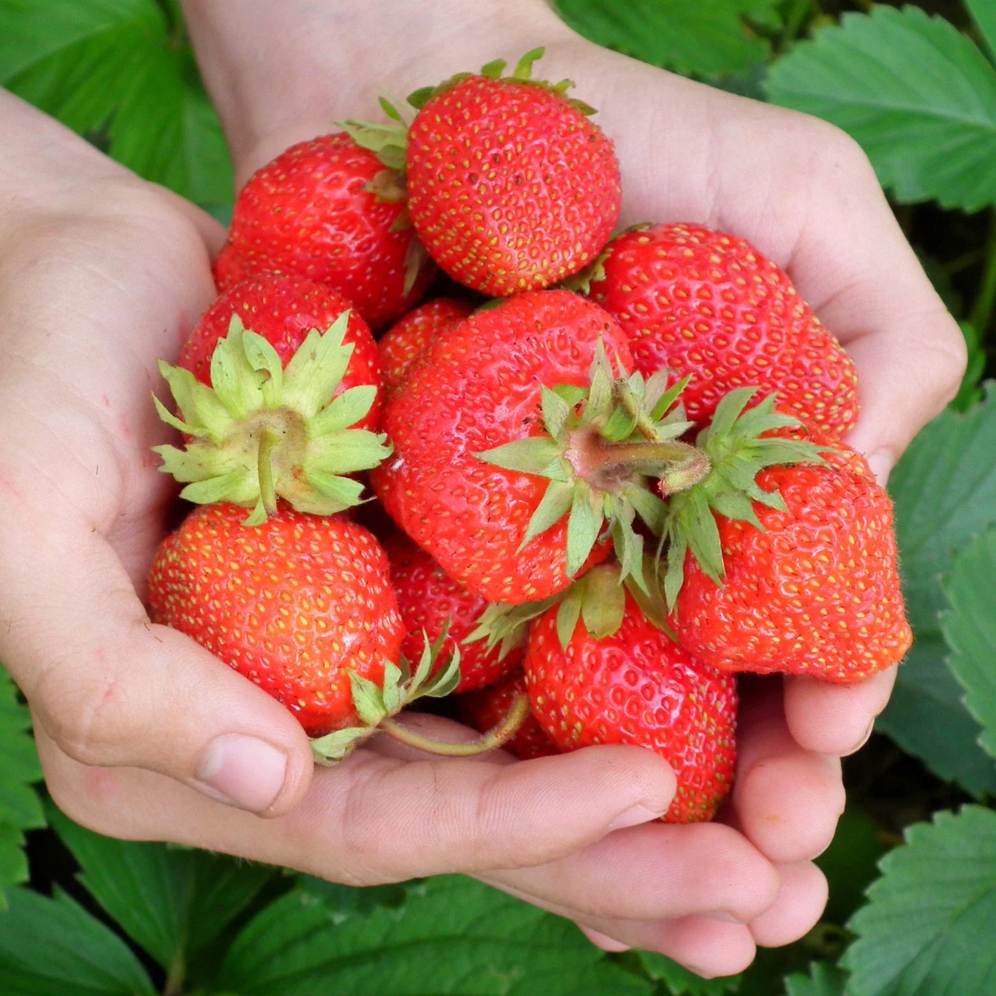 Everbearing Strawberry Roots - Bare Root Plants, Evie Variety, Fragaria × ananassa, Continuous Fruit Production