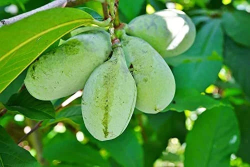 Paw Paw Tree Seeds - 6 Pack | Edible Fruit Tree Asimina triloba | Grown in USA