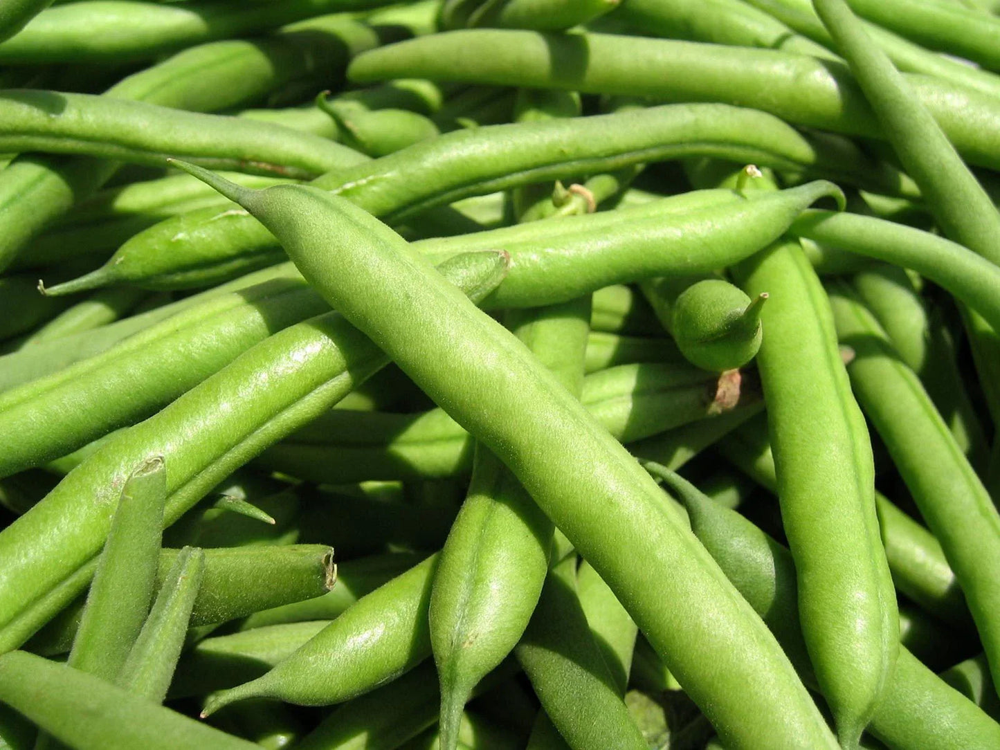 Green Bean Seeds Jade Green Variety - Phaseolus vulgaris - Fresh Planting Seeds