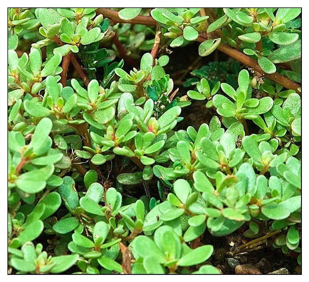 Purslane Seeds 1000 Count - Non-GMO Green Garden Seeds - Portulaca oleracea