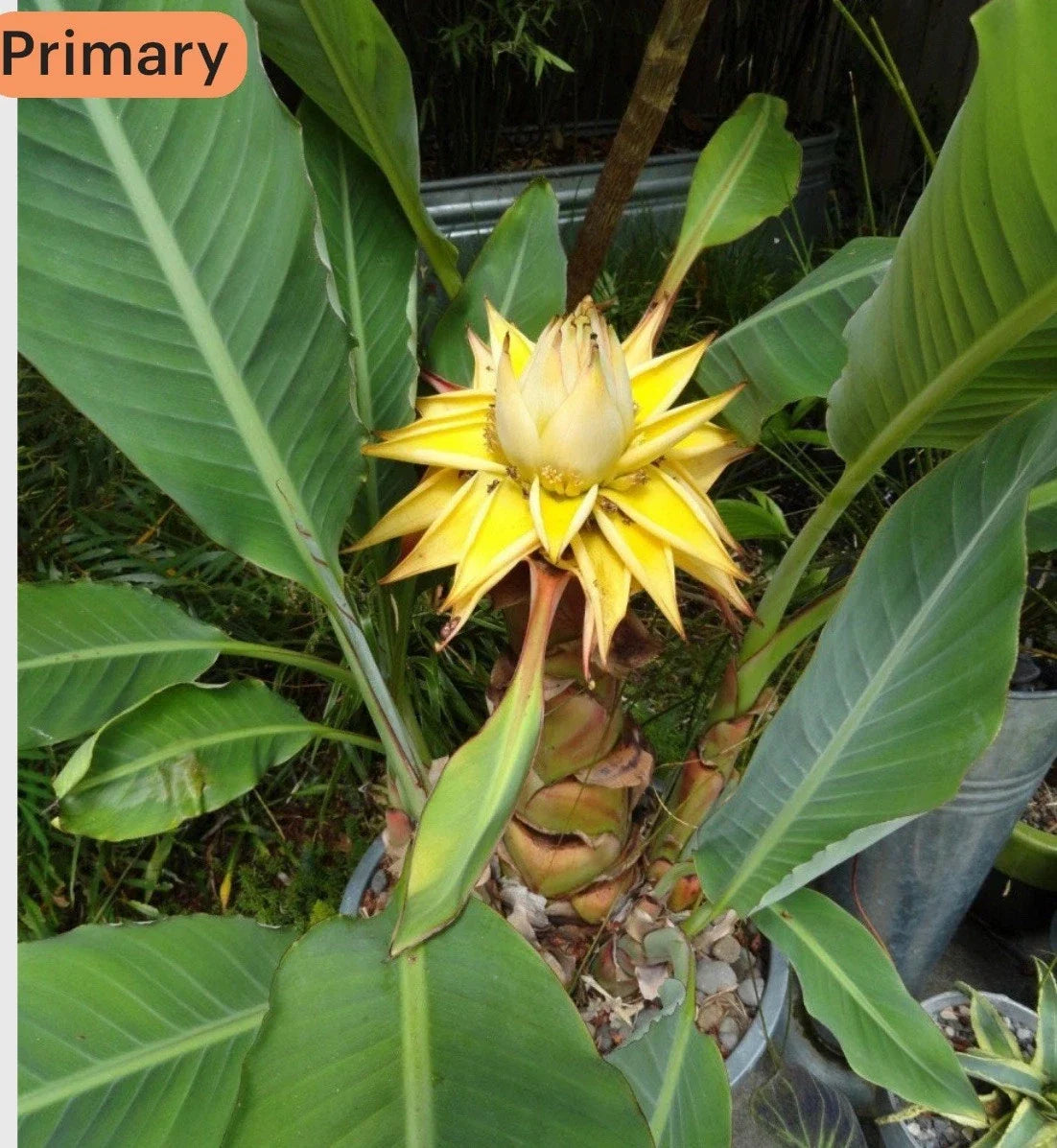 Live Starter Plant - Chinese Dwarf Yellow Banana - Golden Lotus - Musella Lasiocarpa - Tropical Indoor & Garden Plant