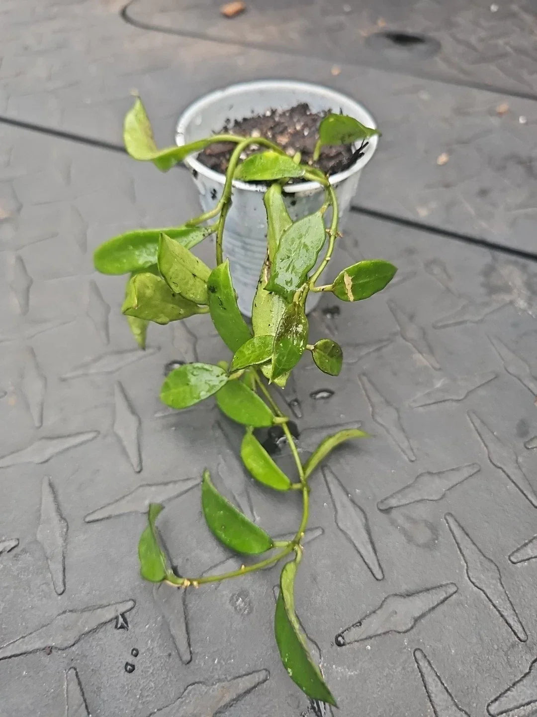 Hoya Lacunosa Tropical Wax Plant - Fragrant Vining Houseplant in 2.5" Pot