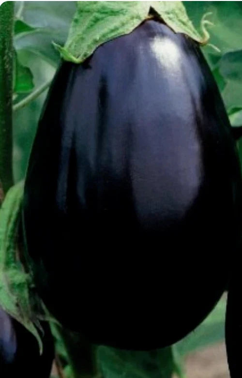 Black Beauty Eggplant Seeds - 200 Non-GMO Vegetable Seeds for Home Gardening - Solanum melongena, Heirloom Variety