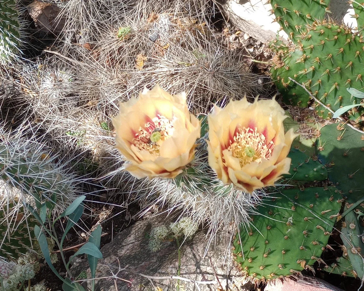 Cold Hardy Cactus Opuntia erinacea One Pad with Yellow Orange Flowers for Xeriscaping and Rock Gardens
