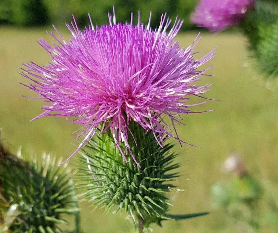 Scottish Thistle Seeds - Pack of 200 - Cirsium vulgare - Garden Planting for Wildflower Borders & Pollinator Gardens