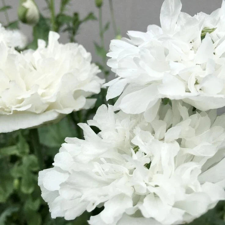 White Cloud Poppy Seeds - 200+ Pack, Papaver somniferum, Garden Flower, White Blooms, Easy to Grow, Non-GMO, USA Grown