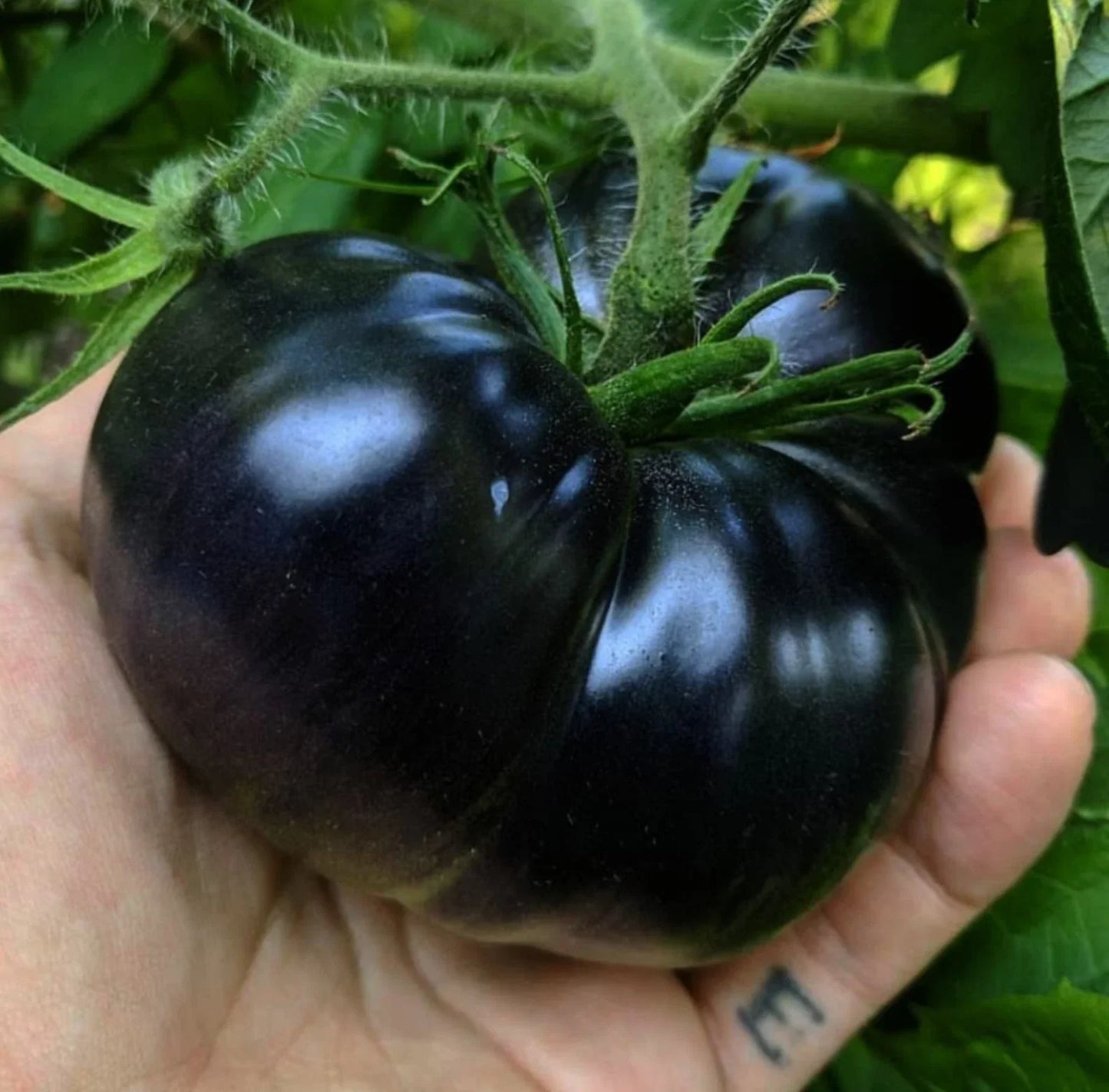 Black Sea Man Tomato Seeds - 10+ Organic Heirloom Seeds - Rare Solanum lycopersicum Variety