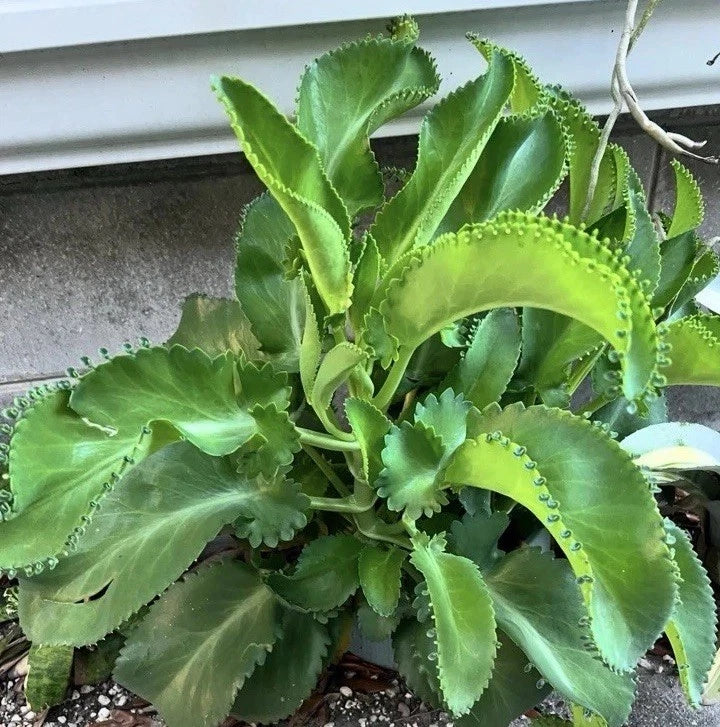 Live Kalanchoe Mother of Thousands Plants - 4 Bare Root Kalanchoe daigremontiana Succulents