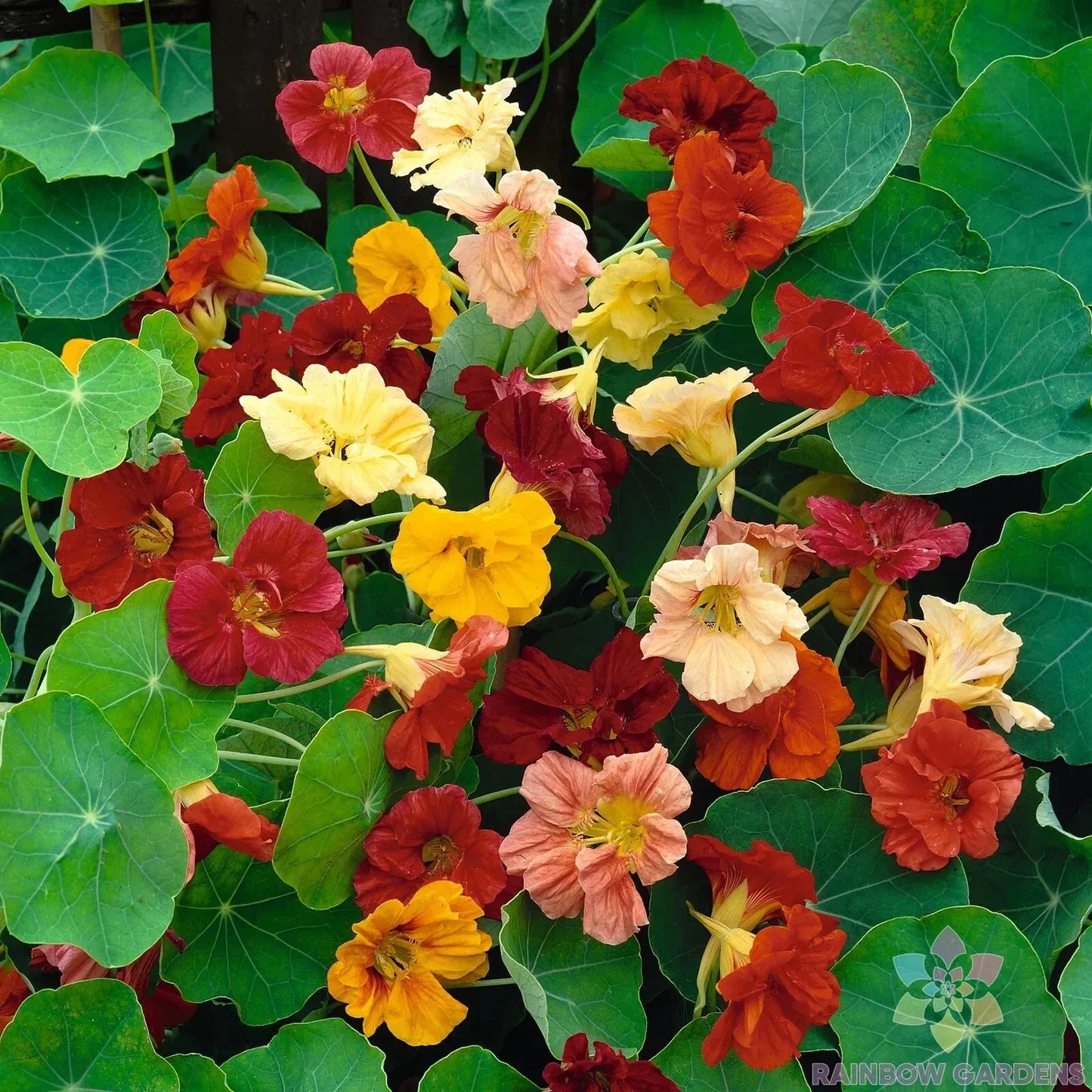 Nasturtium Seeds - 50+ Double Gleam Mix - Flowering Garden Plant - Tropaeolum majus, Colorful Blooms, Pollinator Attractant
