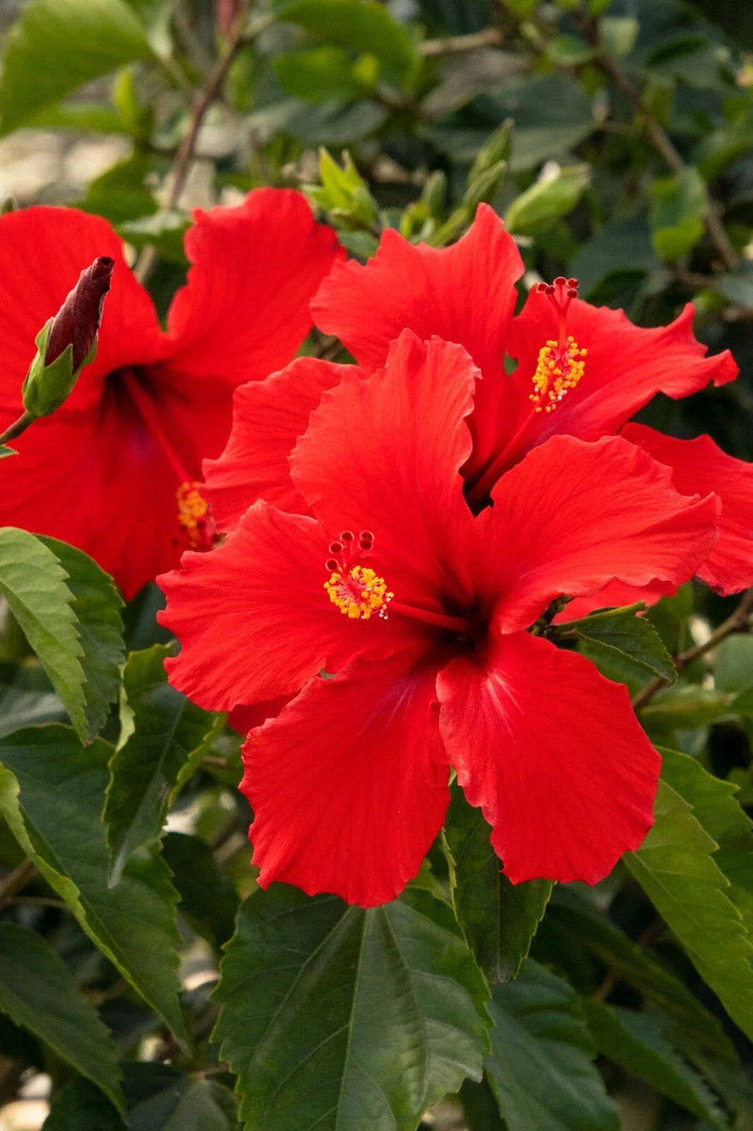 Hibiscus Plant Starter Plug 3-5" President Red Hibiscus rosa-sinensis Tropical Flower Indoor Outdoor