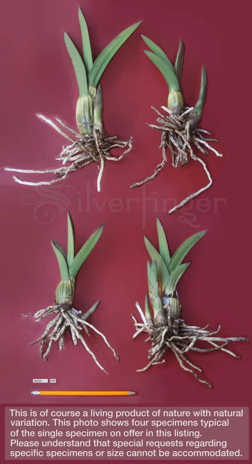 Eulophia petersii Succulent Orchid - Rare Desert Plant for Indoor & Arid Gardens
