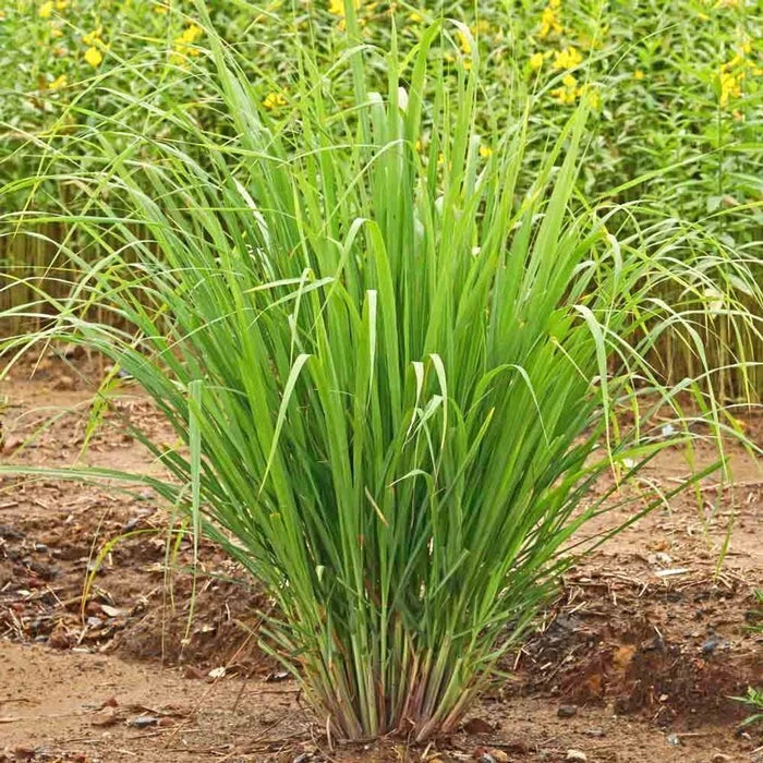Set of 5 Edible Lemongrass Rooted Plants – Live Herb Cymbopogon citratus