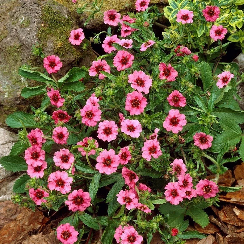 Potentilla Miss Willmott Seeds – 5000 Bright Pink Flowers with Red Centers – Herbaceous Perennial, Pollinator-Friendly, Garden Border Plant