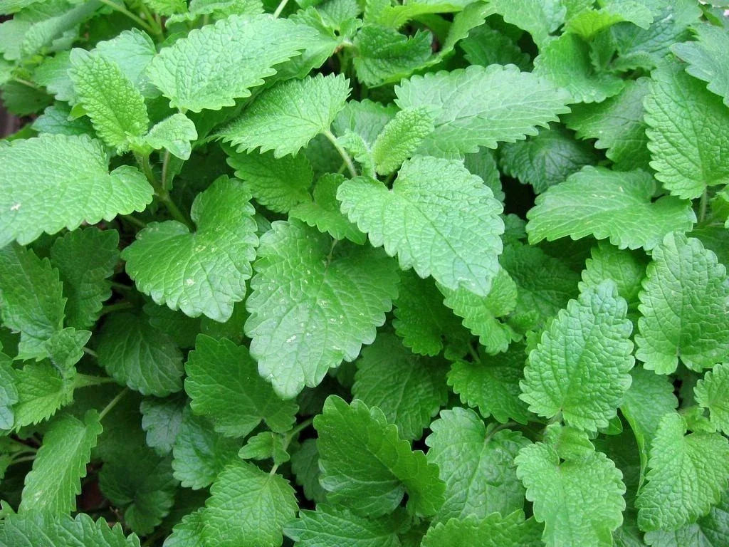 Lemon Balm Seeds Non-GMO Melissa Officinalis Sweet Balm Herbal Garden