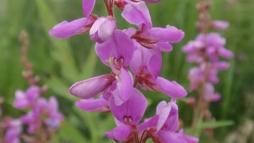 100 Seeds Showy Tick Trefoil Perennial Pink - GroCo USA - Astragalus canadensis